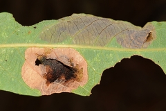 Leucoptera sinuella