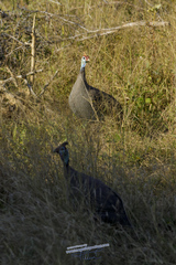 Numida meleagris mitratus