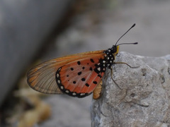Acraea neobule