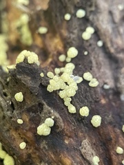 Trichoderma