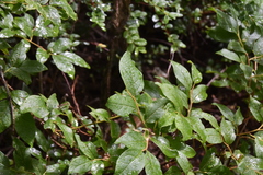 Vaccinium membranaceum