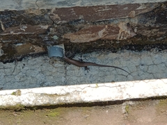 Eutropis multifasciata