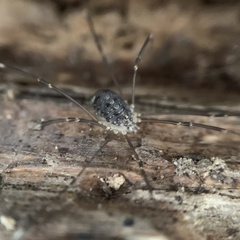 Nelima