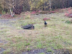 Corvus cornix
