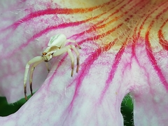 Misumenoides formosipes