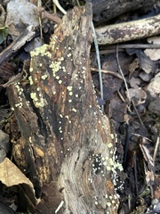 Trichoderma