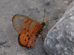 Acraea neobule