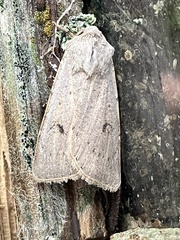 Agrotis vetusta