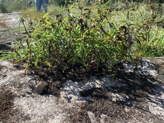 Tradescantia subaspera