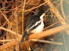 Laniarius bicolor sticturus