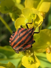 Graphosoma italicum