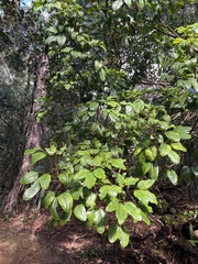 Cheirodendron trigynum