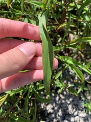 Tradescantia subaspera