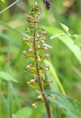 Neottia ovata