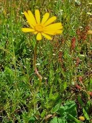 Ursinia