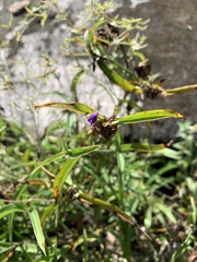 Tradescantia subaspera