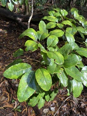 Cheirodendron trigynum