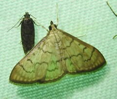 Psara dryalis