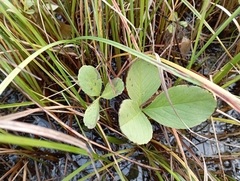 Menyanthes trifoliata
