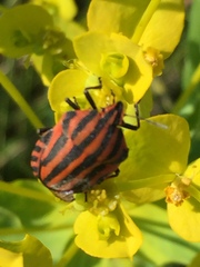 Graphosoma italicum