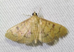 Psara dryalis