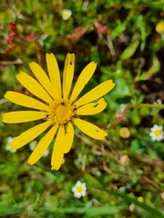 Ursinia