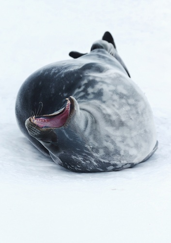 ウェッデルアザラシ