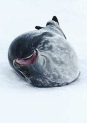 Leptonychotes weddellii