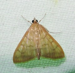 Anania labeculalis