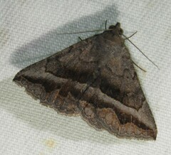 Lesmone griseipennis