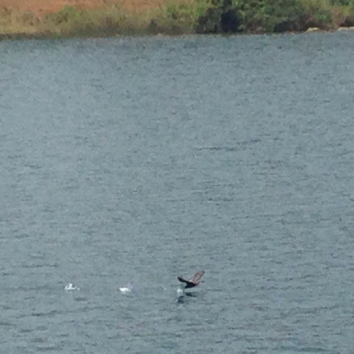 Great Cormorant
