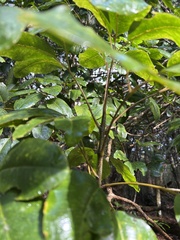 Cheirodendron trigynum