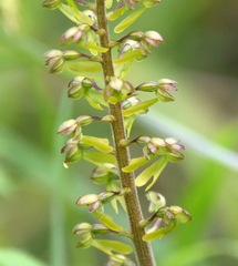 Neottia ovata