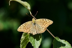 Argynnis pandora