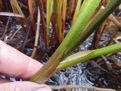 Menyanthes trifoliata