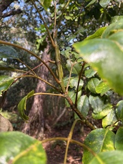 Cheirodendron trigynum