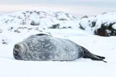 Leptonychotes weddellii