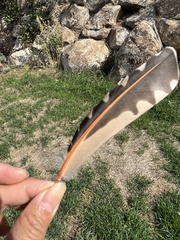 Colaptes auratus cafer