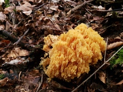 Ramaria