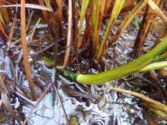 Menyanthes trifoliata