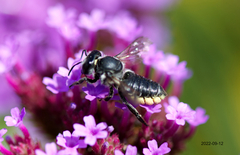 Megachile mendica