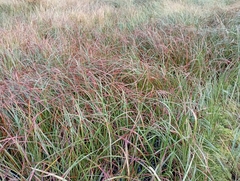Eriophorum angustifolium