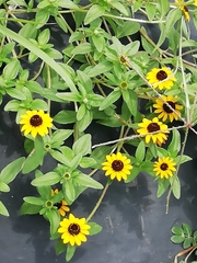 Sanvitalia procumbens