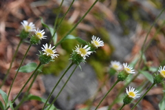 Erigeron acris