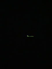 Lampyris noctiluca