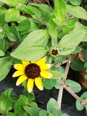 Sanvitalia procumbens