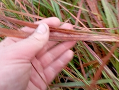 Eriophorum angustifolium