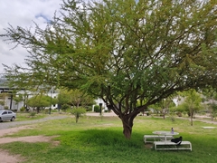 Vachellia schaffneri