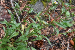 Erigeron acris