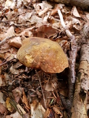 Suillellus luridus